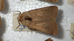 Agrotis cinerea