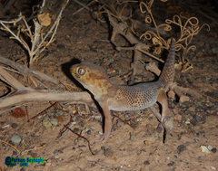 Teratoscincus bedriagai