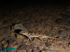 Bunopus crassicauda