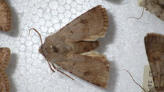 Agrotis cinerea