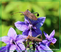 Leptoglossus chilensis