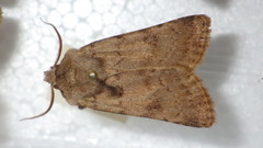 Agrotis cinerea