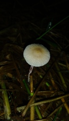 Mycena