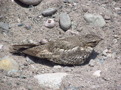 Chordeiles acutipennis