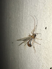 Enicospilus americanus-complex