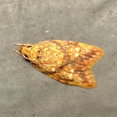 Lophopepla igniferella