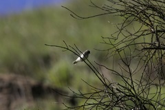 Prodotiscus regulus