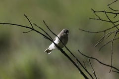 Prodotiscus regulus