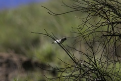 Prodotiscus regulus
