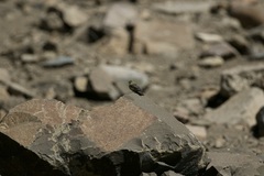 Crithagra symonsi