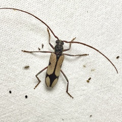 Phoracantha mitchelli