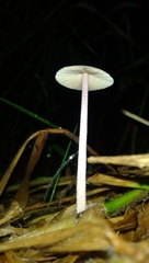 Mycena
