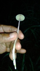 Mycena