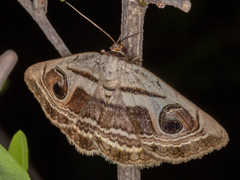Cometaster pyrula