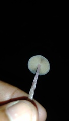 Mycena