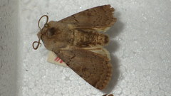 Agrotis cinerea