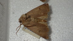 Agrotis cinerea