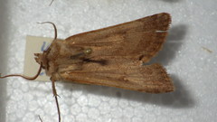 Agrotis cinerea