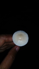 Mycena