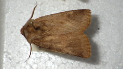 Agrotis cinerea