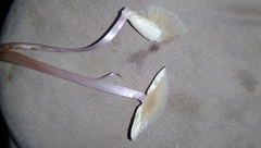 Mycena