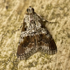 Orthaga rubridiscalis