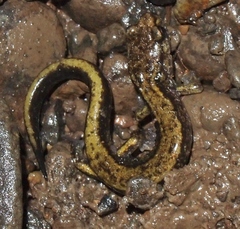 Plethodon dunni