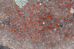 Polycauliona bolacina