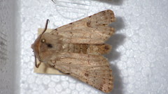 Agrotis cinerea