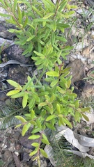 Polygala myrtifolia