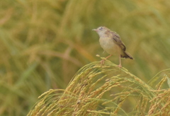 Cisticola juncidis