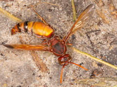 Antodynerus radialis