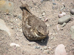 Chordeiles acutipennis