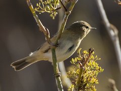 Phylloscopus collybita