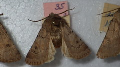 Agrotis cinerea