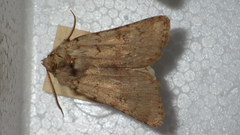 Agrotis cinerea
