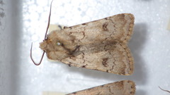 Agrotis cinerea