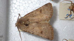 Agrotis cinerea