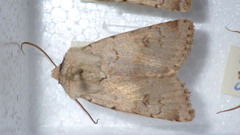Agrotis cinerea