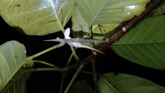 Hemidactylus frenatus