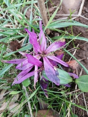 Colchicum