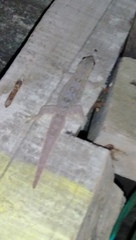 Hemidactylus platyurus