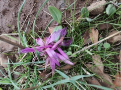 Colchicum