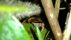 Indosylvirana nicobariensis
