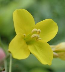 Diplotaxis tenuifolia