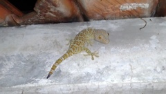 Gekko gecko