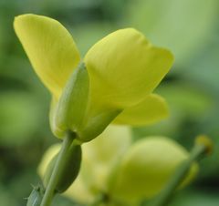 Diplotaxis tenuifolia