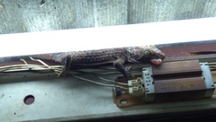 Gekko gecko