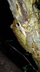 Polypedates leucomystax