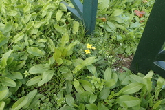 Diplotaxis tenuifolia